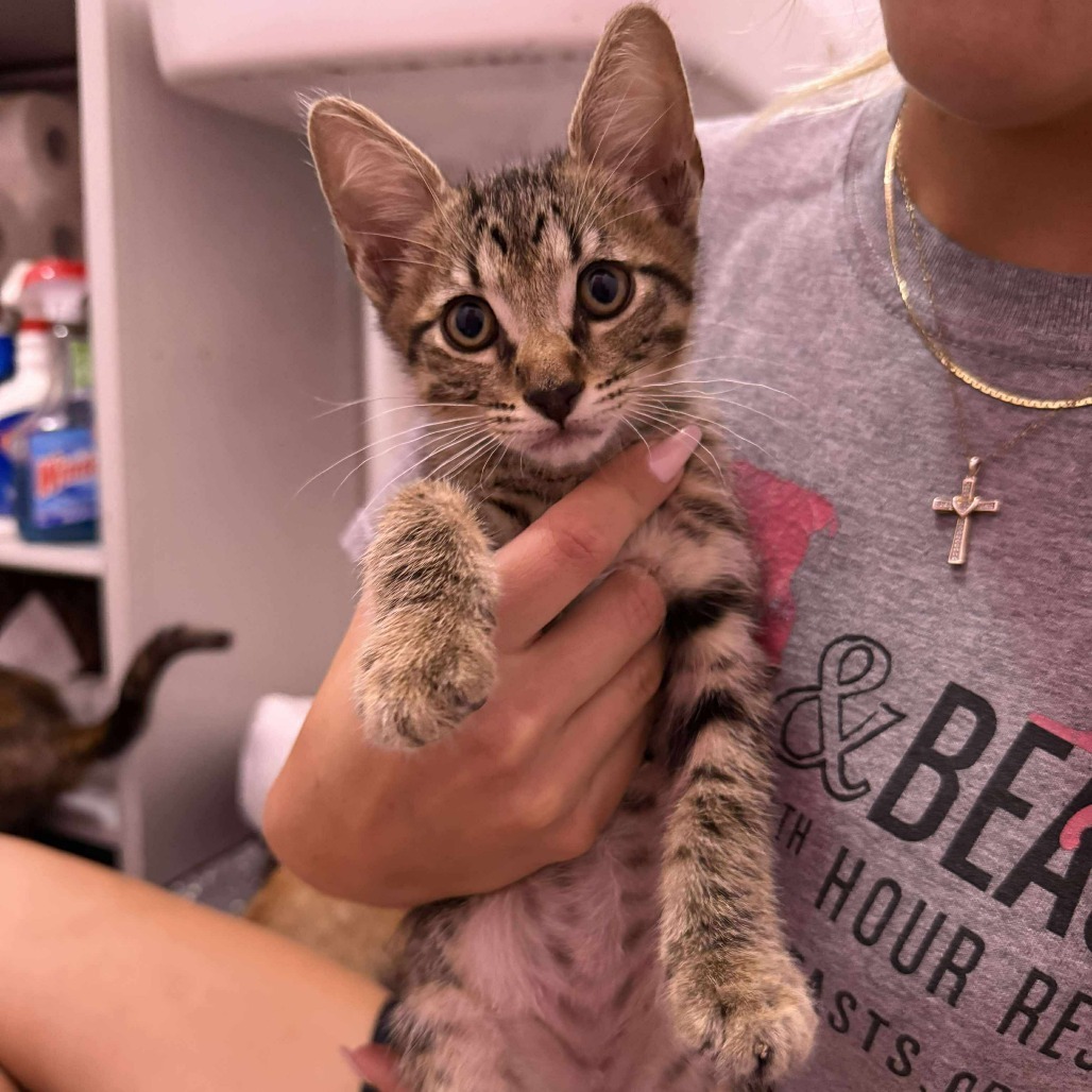 Cumin, an adoptable Domestic Short Hair in Wichita, KS, 67278 | Photo Image 2