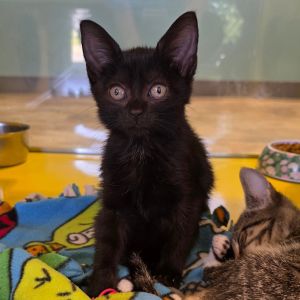 Blizzard, Baby Female unknown