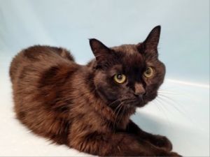 Sammy, Senior Female unknown