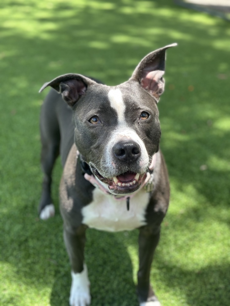 Bella