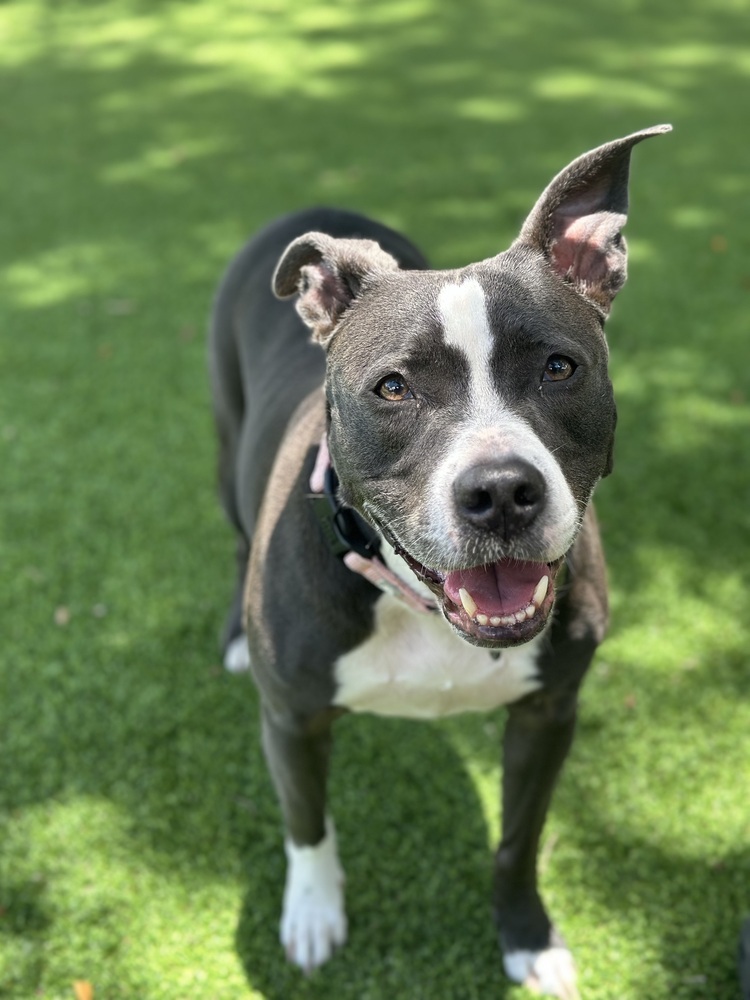Bella
