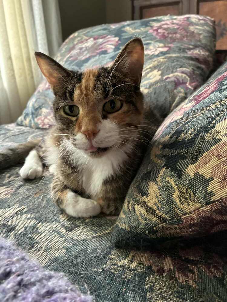 Dixie