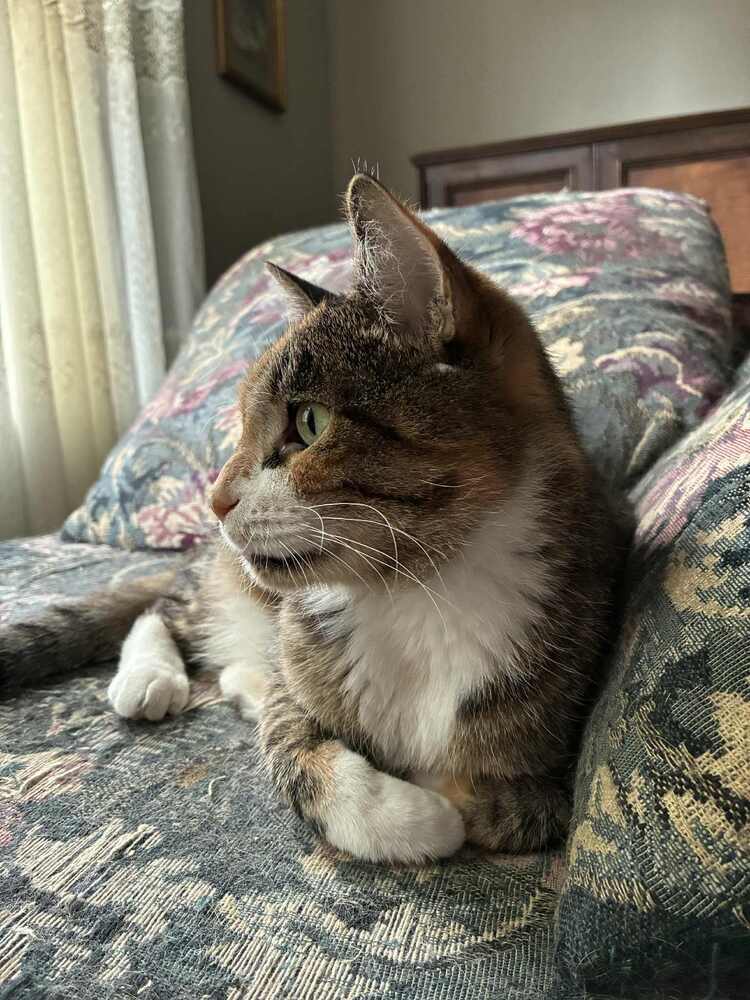 Dixie