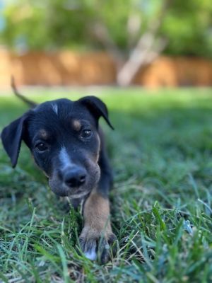 Rocky Balboa, Baby Male unknown