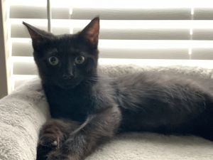 Hershey, Young Male unknown