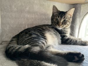 Twix, Young Male unknown