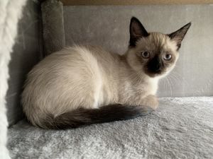 Almond Joy, Young Female unknown