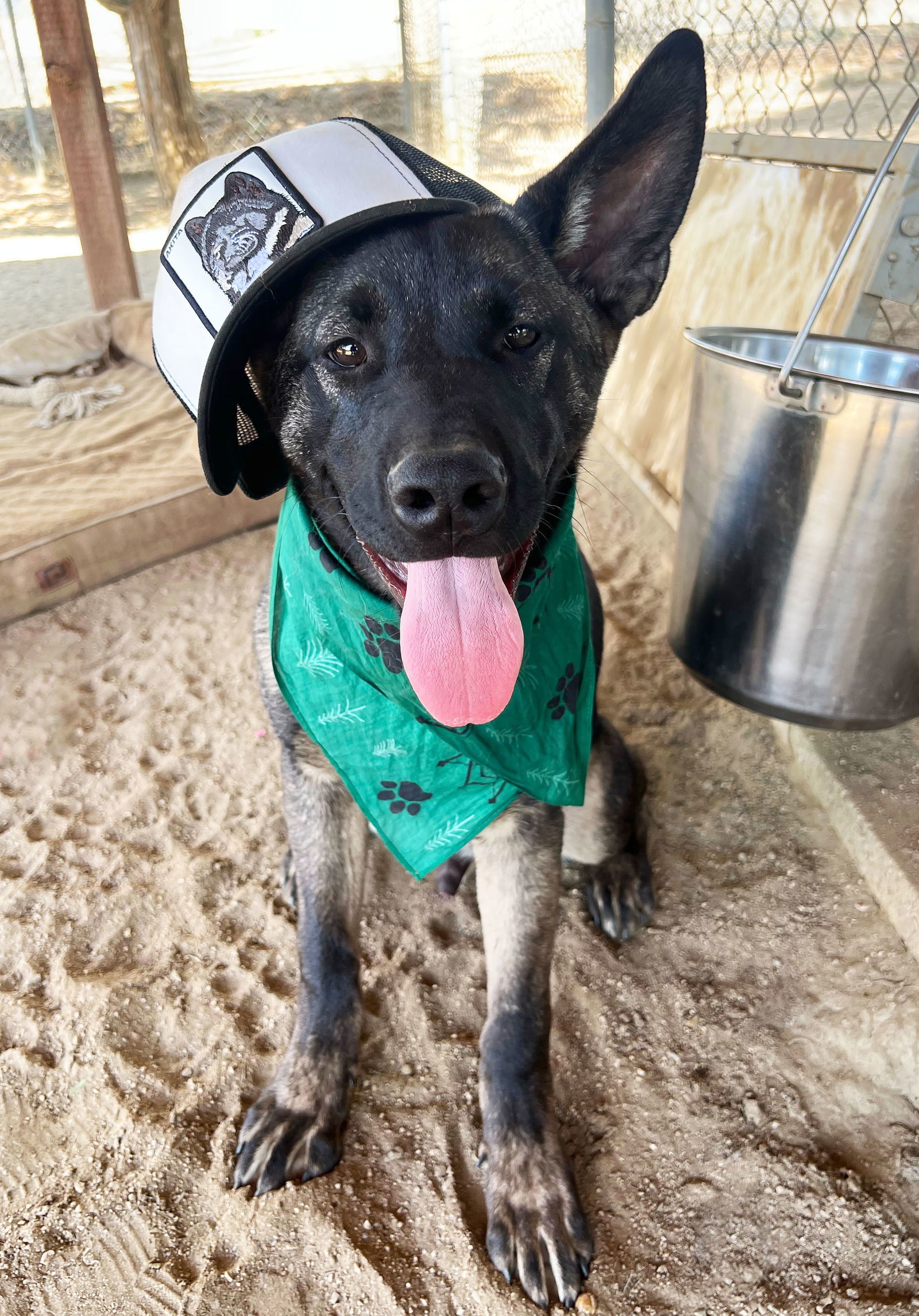 ONYX Puppy