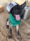ONYX Puppy photo 2