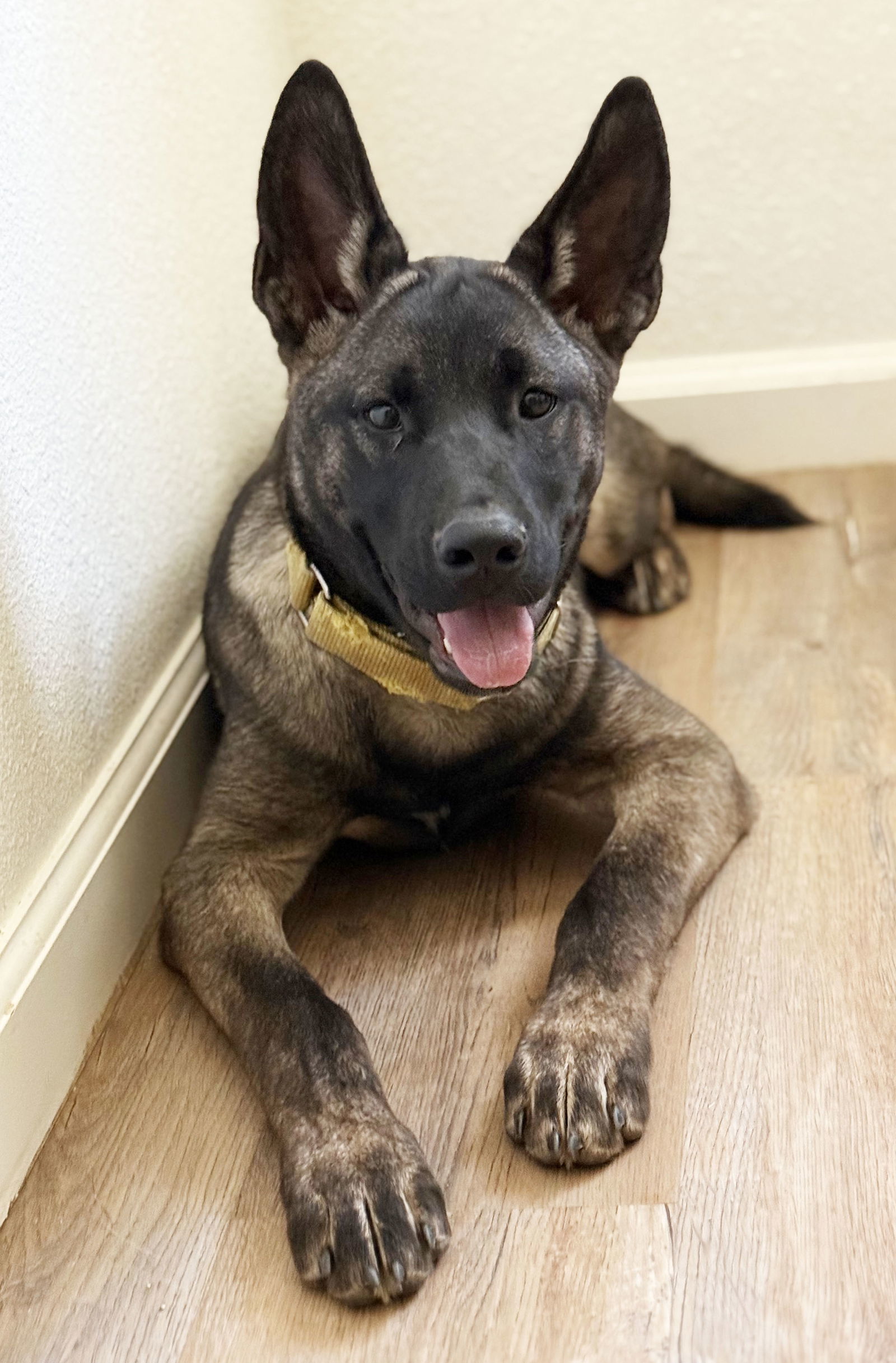 ONYX Puppy