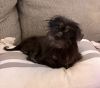 Rocket Raccoon photo 3