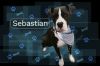 Sebastian photo 1