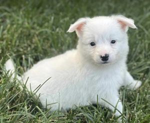 Ice Cream Litter - Vanilla Bean, Baby Female unknown