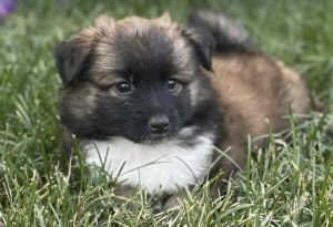 Ice Cream Litter - Rocky Road, Baby Female unknown