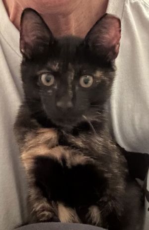 Tabitha, Baby Female unknown