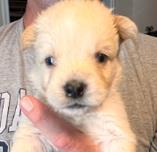 Benji