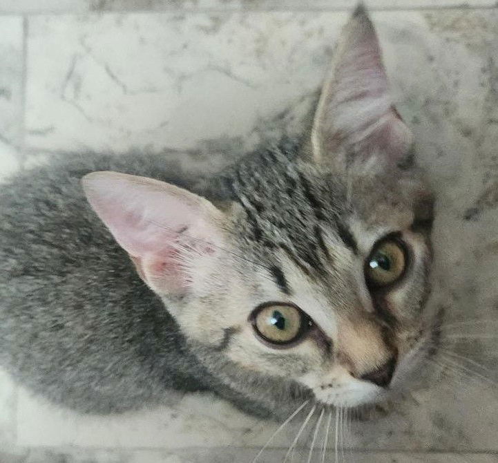 Indigo (foster kitten)