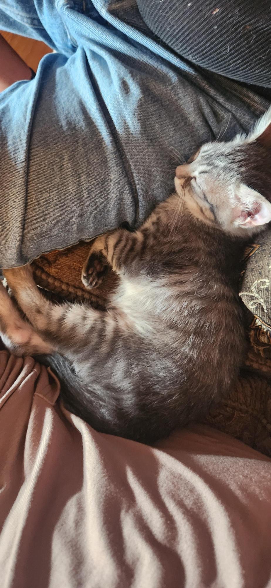 Indigo (foster kitten)