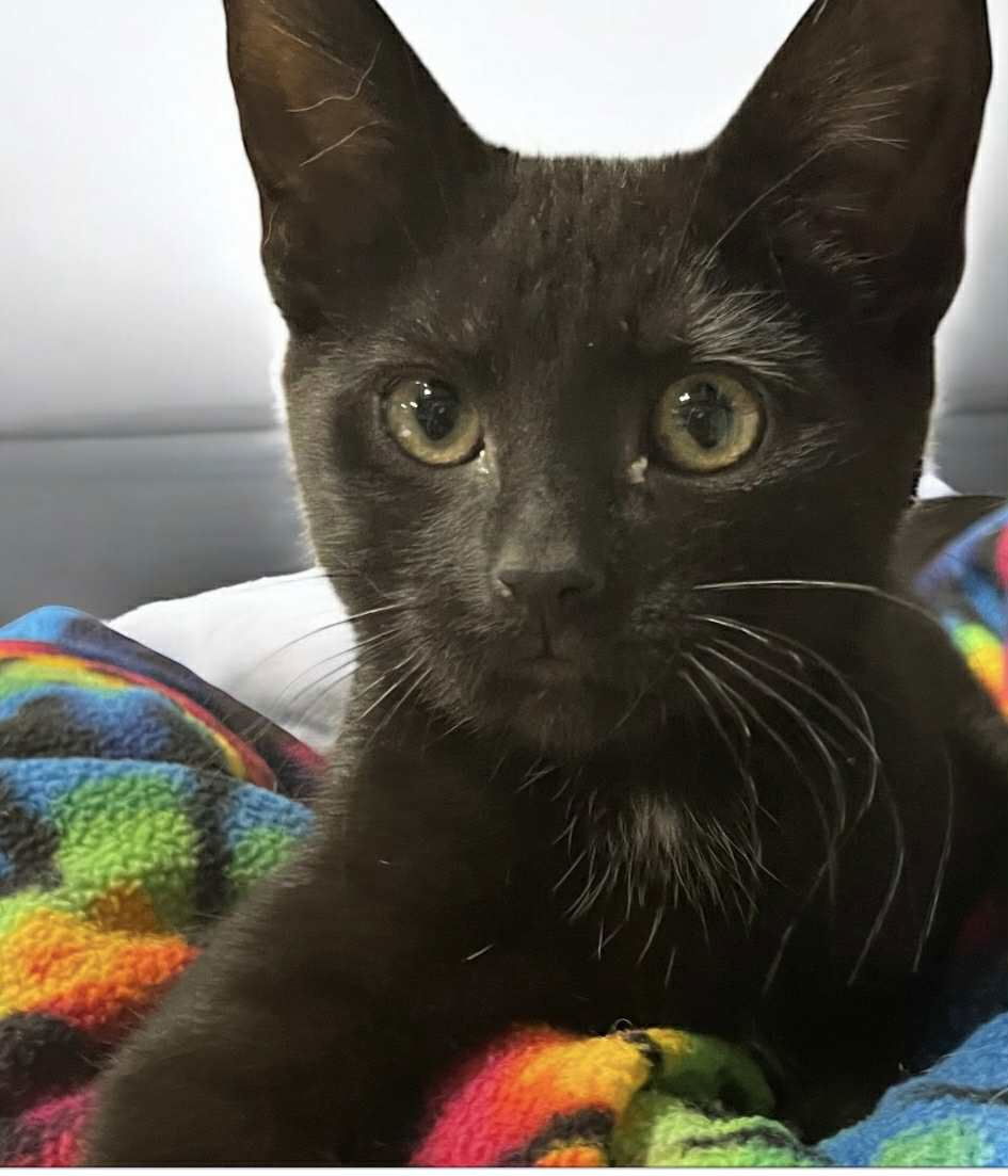 Lyra