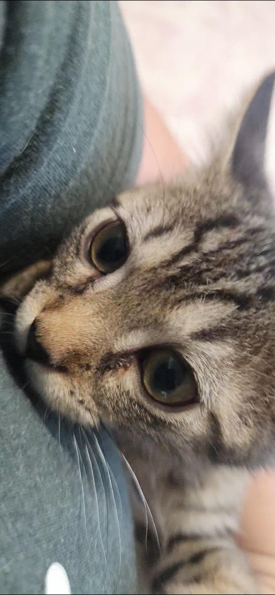 Lavender (foster kitten)