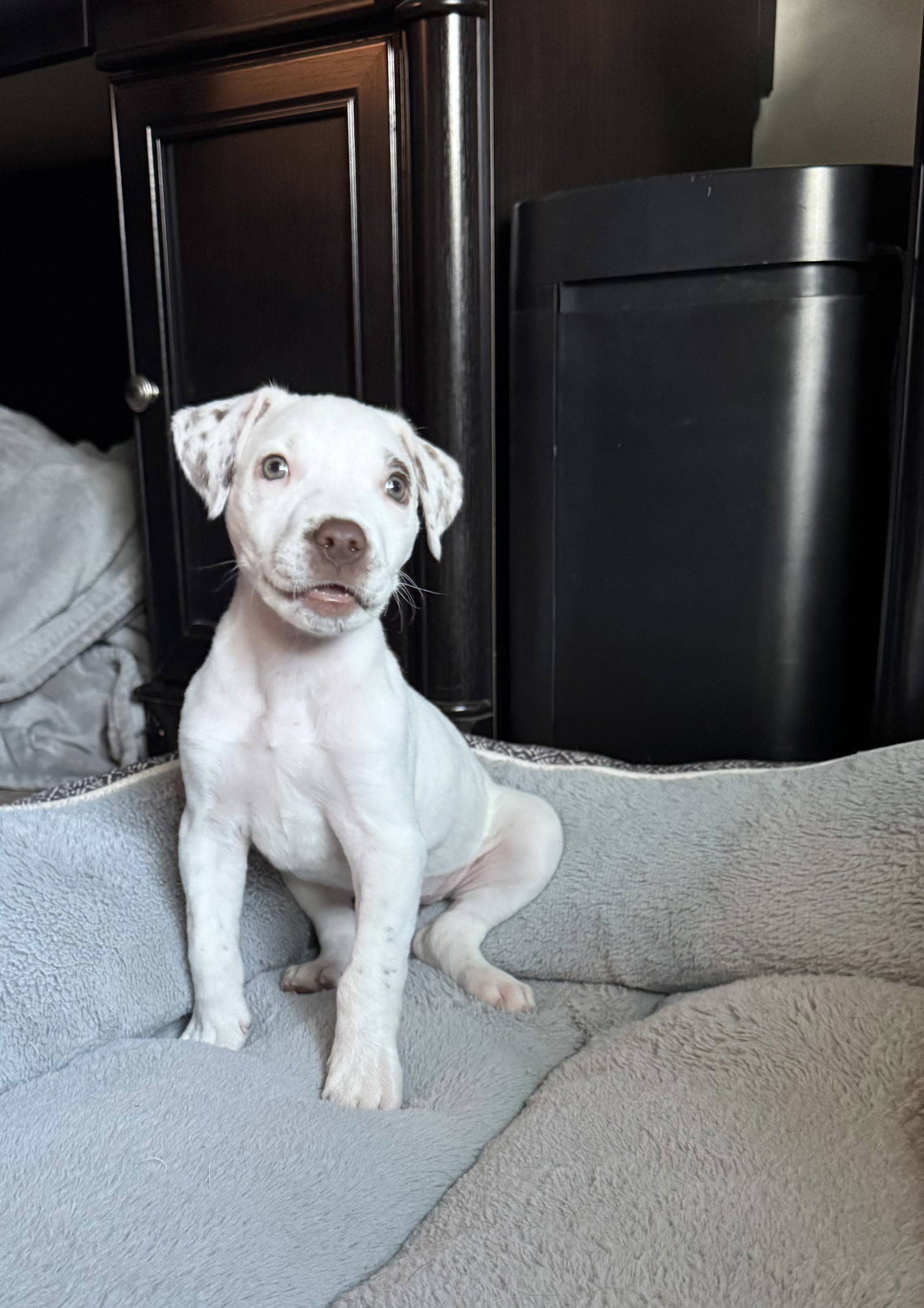 Pippy