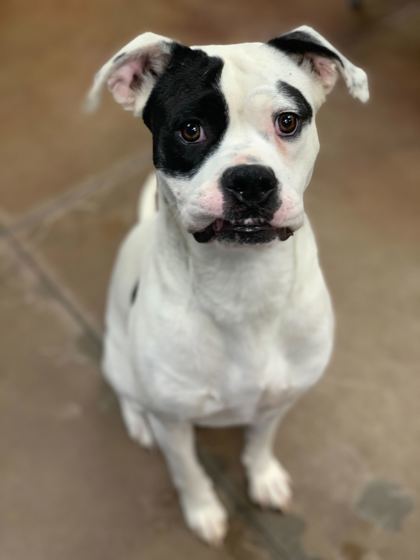 Bella