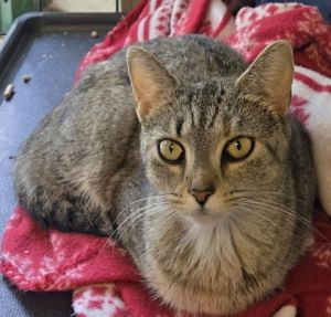 Ashlyn, Adult Female unknown