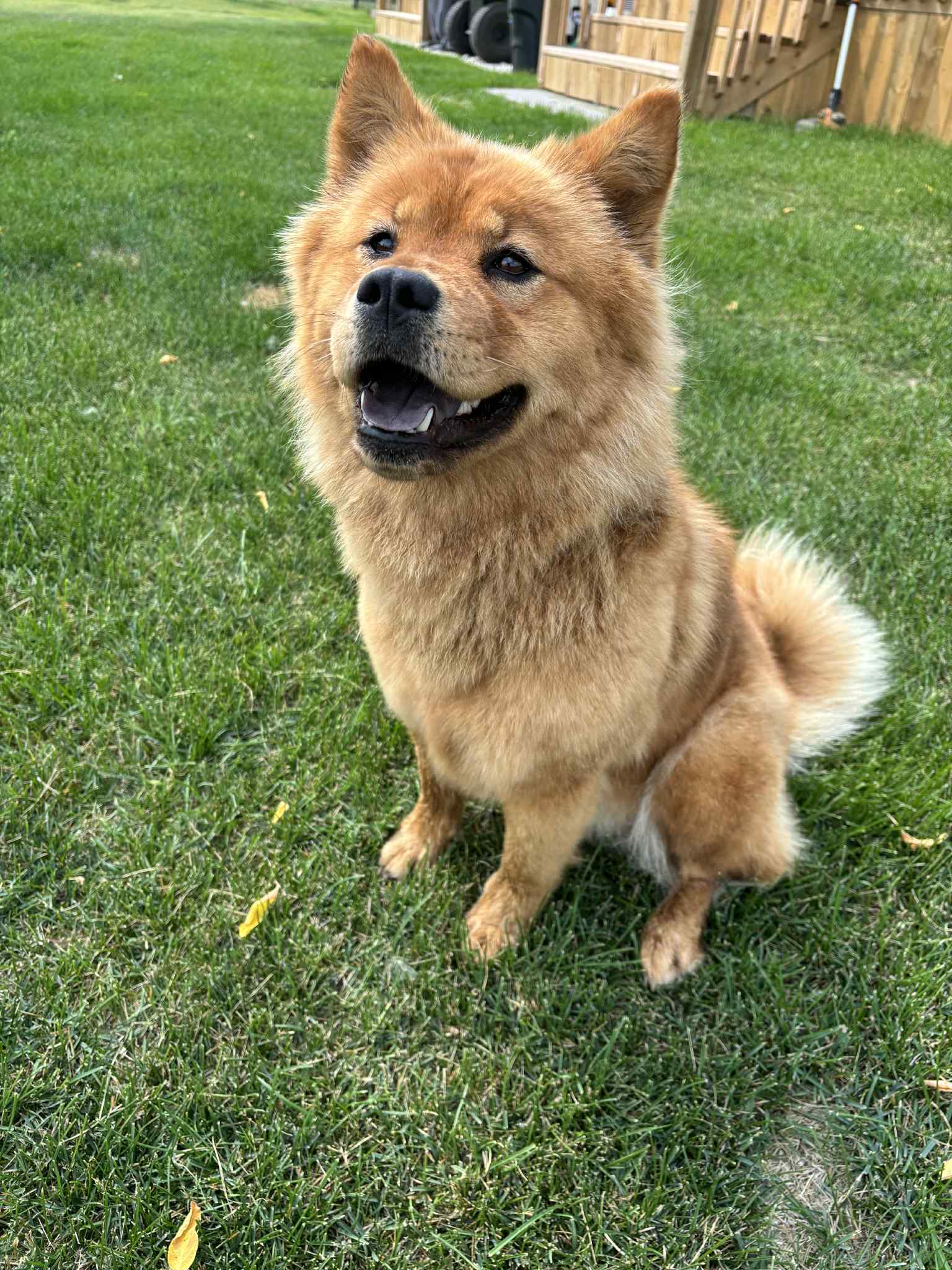 Gracie, an adoptable Chow Chow in Steinbach, MB, R5G 2B2 | Photo Image 1