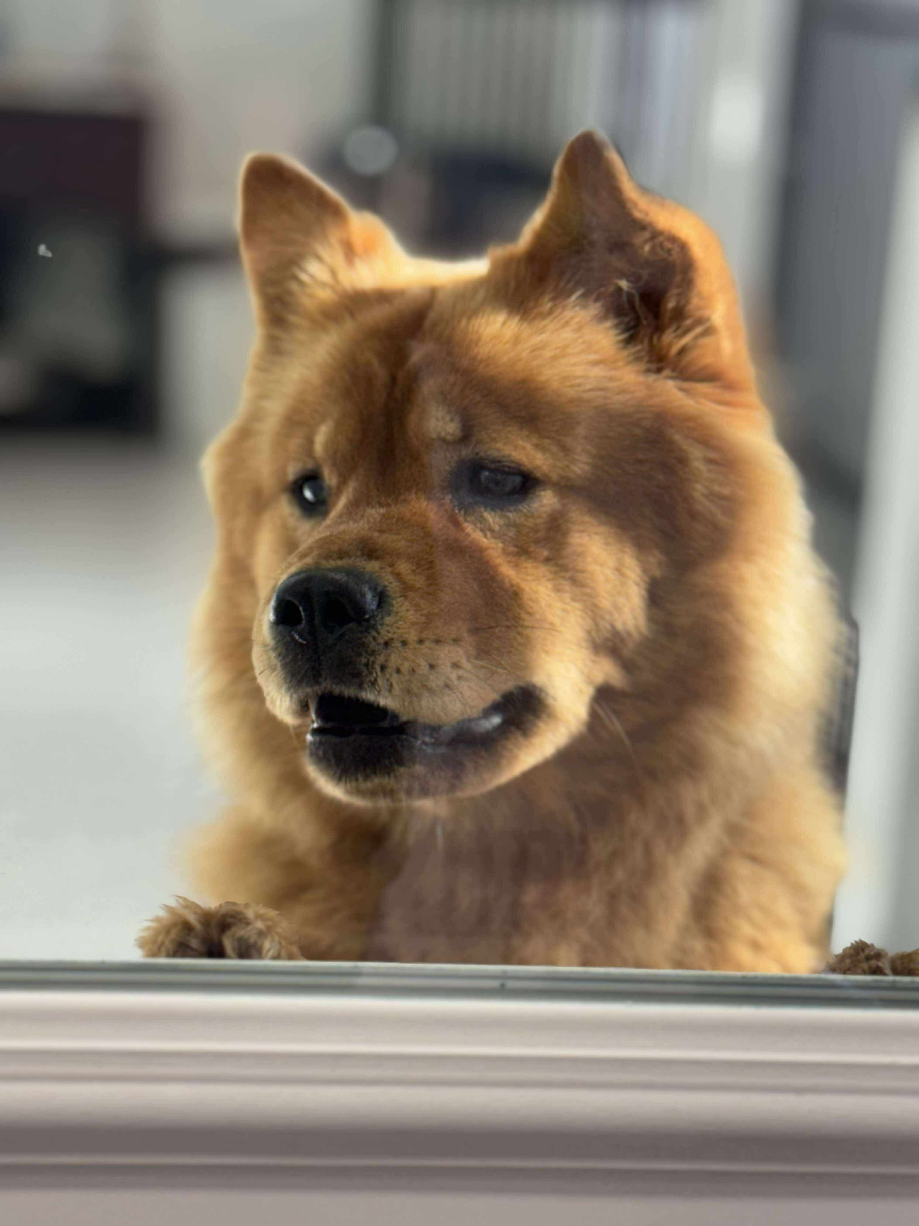 Gracie, an adoptable Chow Chow in Steinbach, MB, R5G 2B2 | Photo Image 2