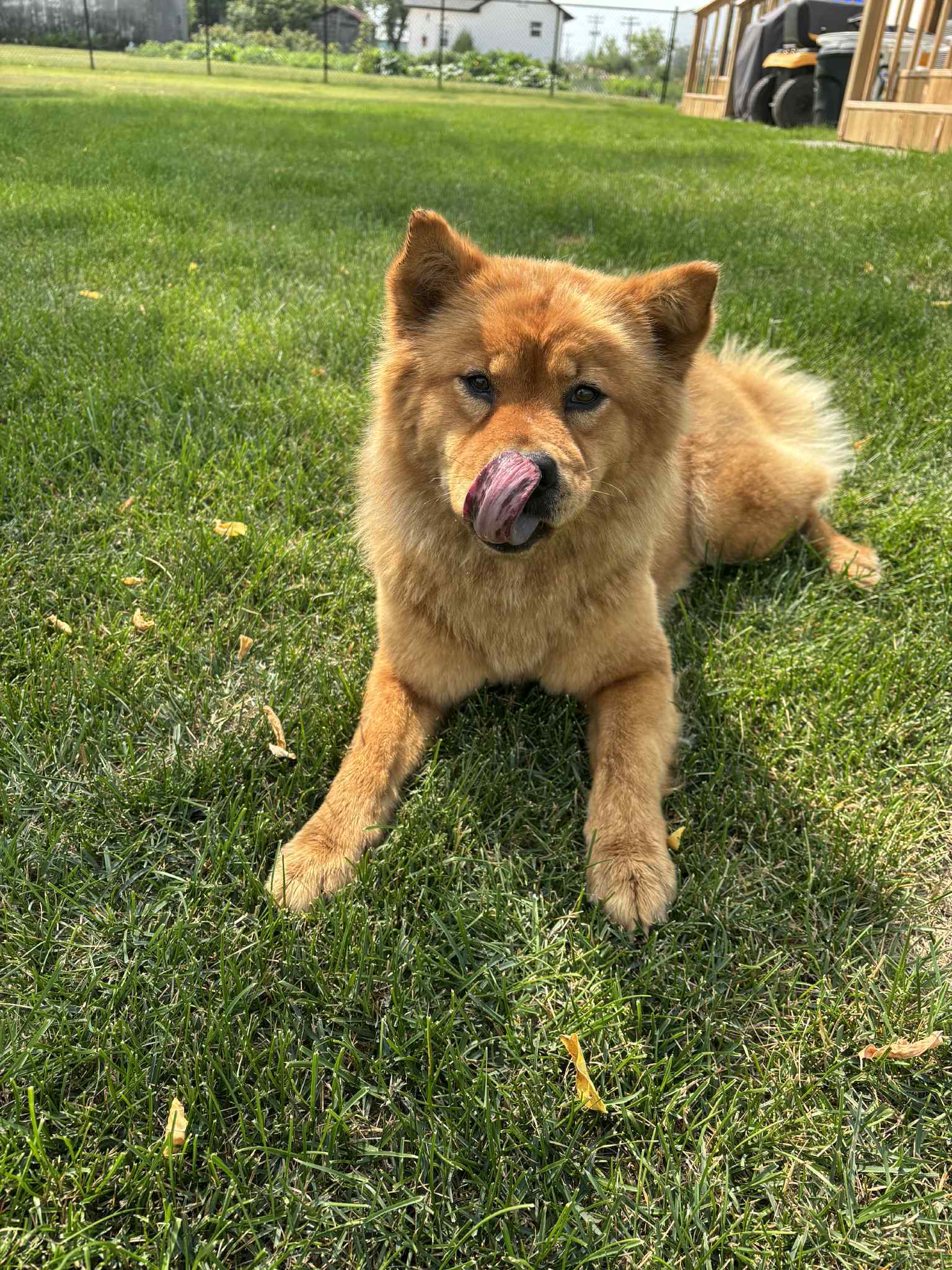 Gracie, an adoptable Chow Chow in Steinbach, MB, R5G 2B2 | Photo Image 3