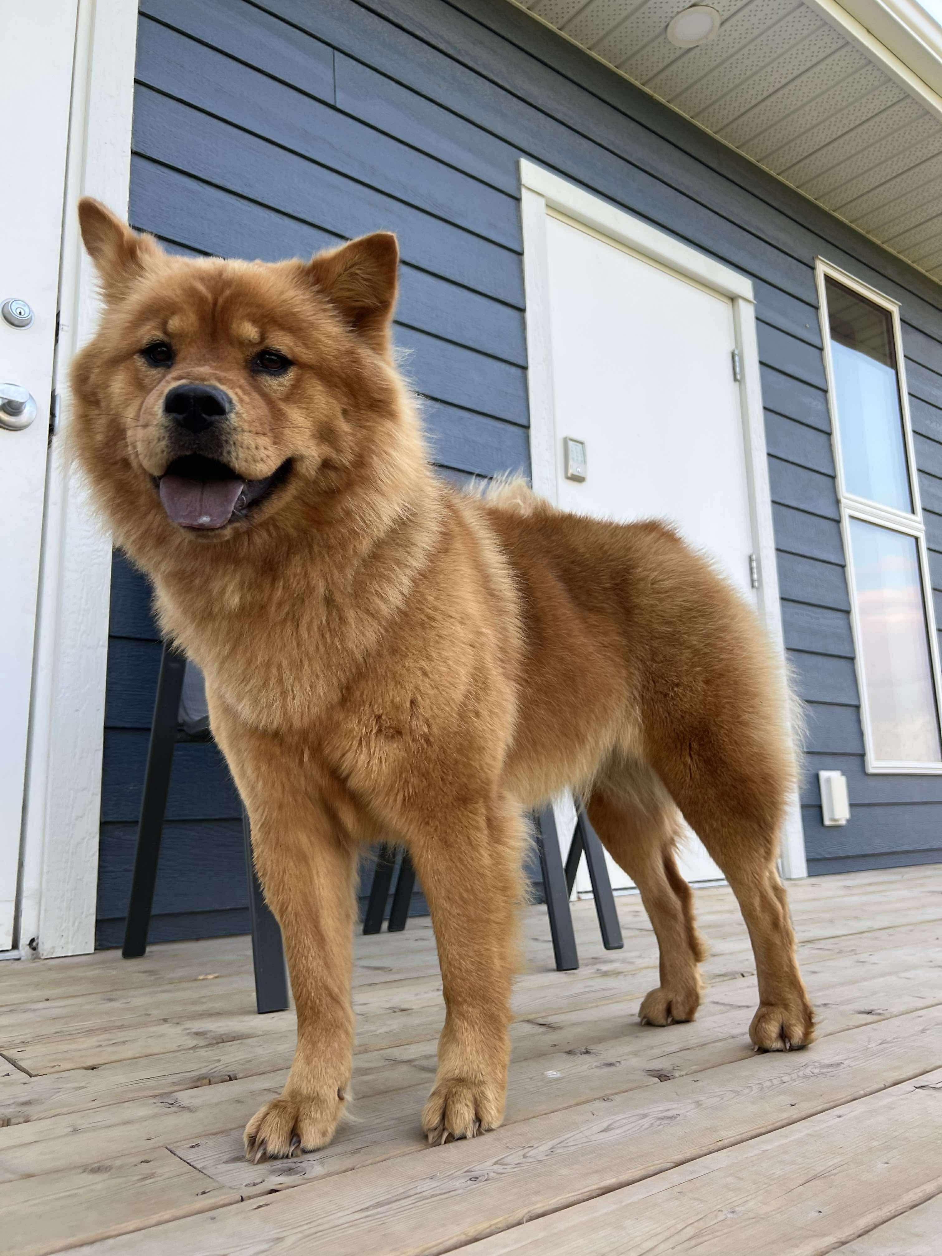 Gracie, an adoptable Chow Chow in Steinbach, MB, R5G 2B2 | Photo Image 5