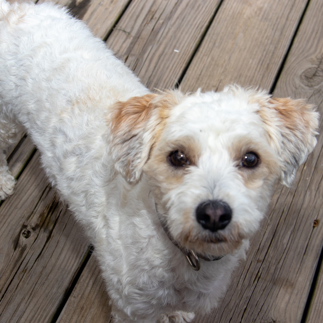 Daisy