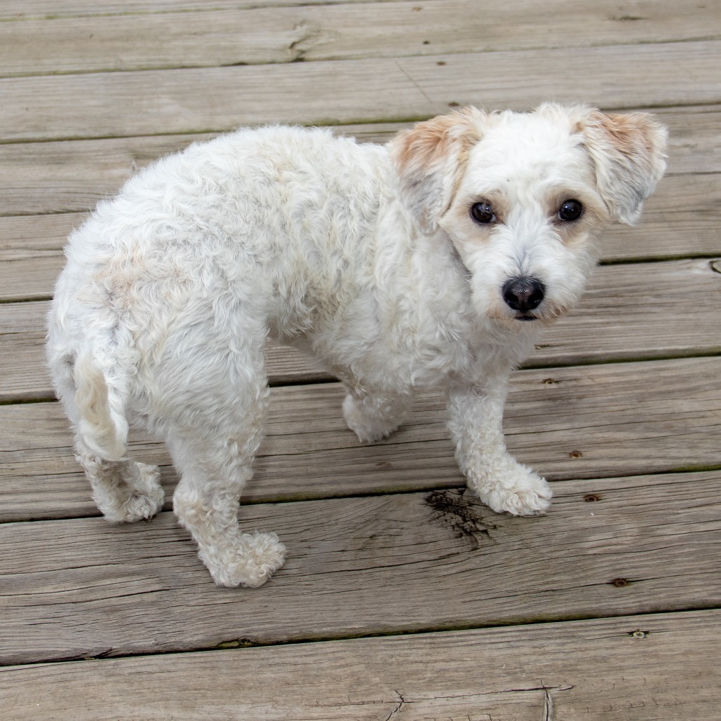 Daisy