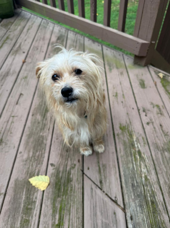 Dandelion