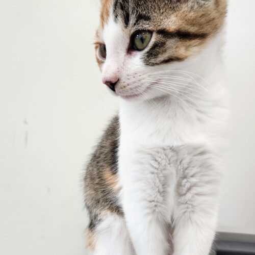 Bonnie