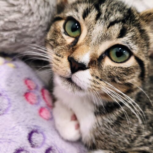 Snickerdoodle