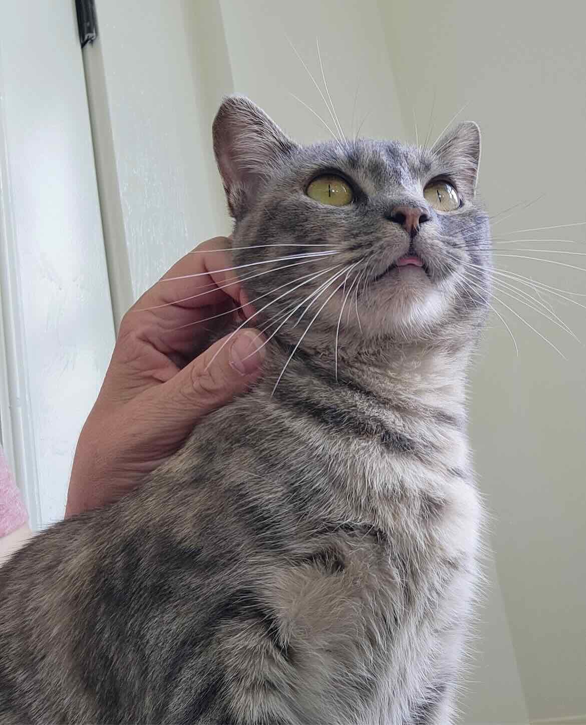 Gracie