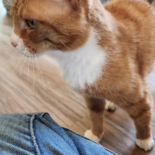Giacomo