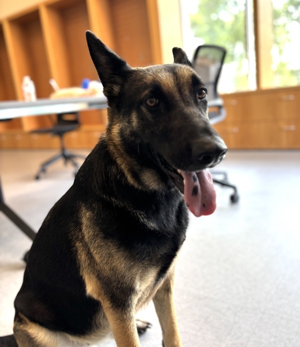Zelda *foster Needed*