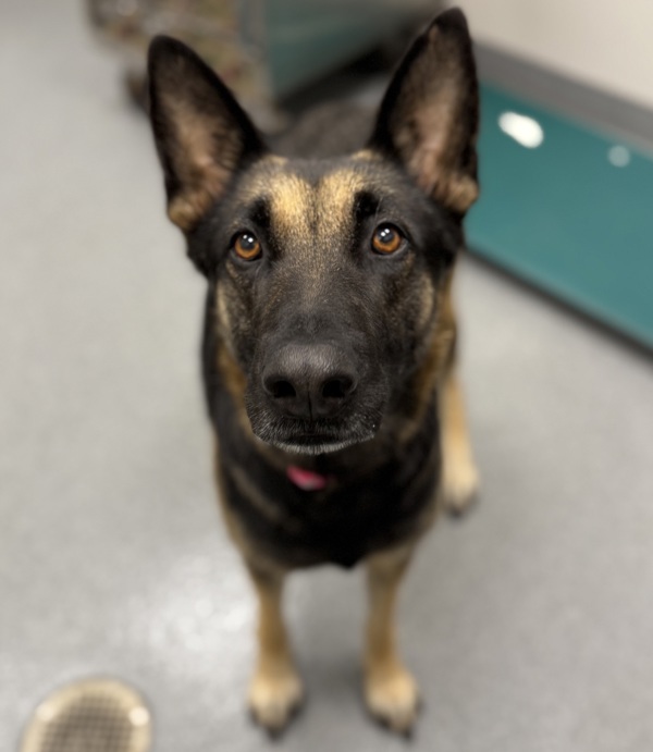 Zelda *foster Needed*