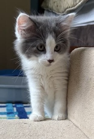 Mica