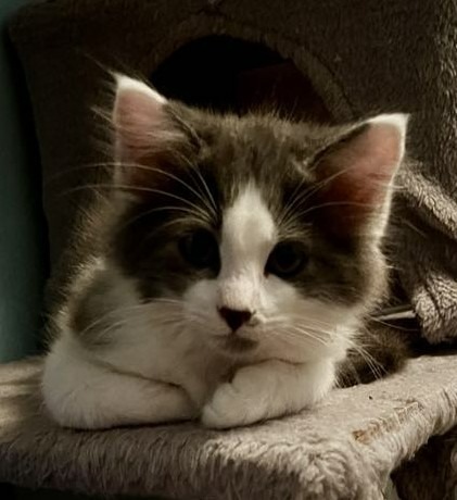 Mica