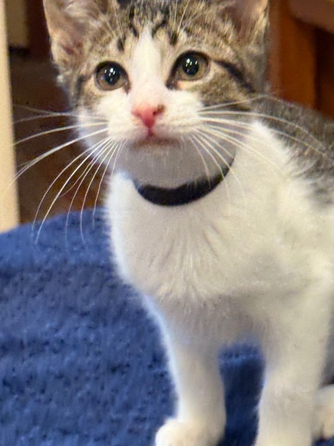 Harlan