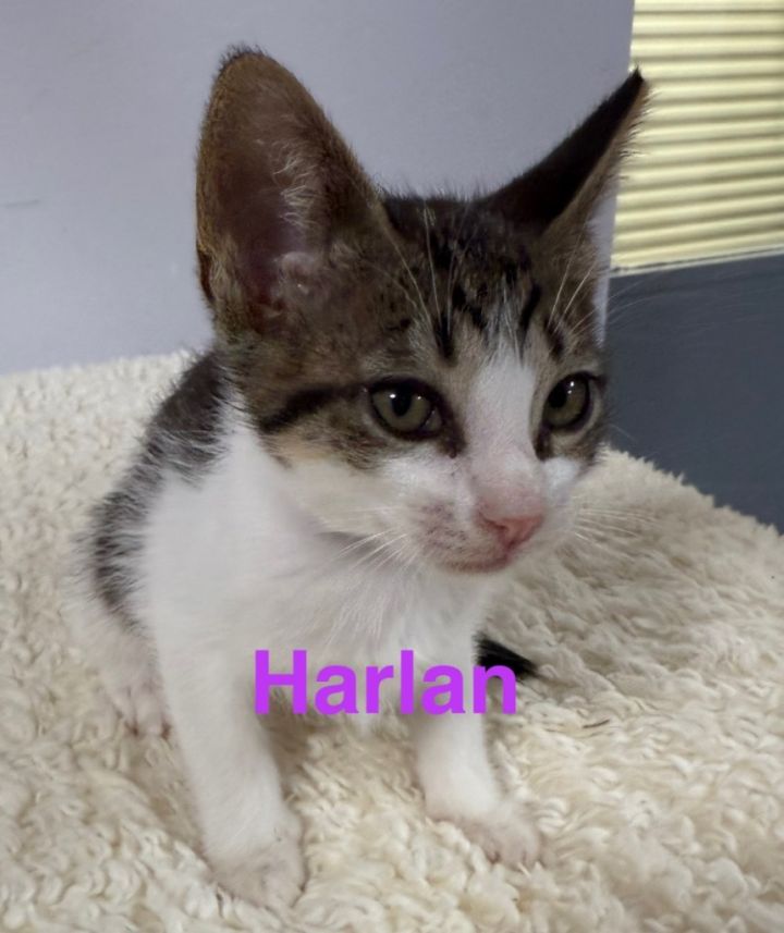 Harlan 2