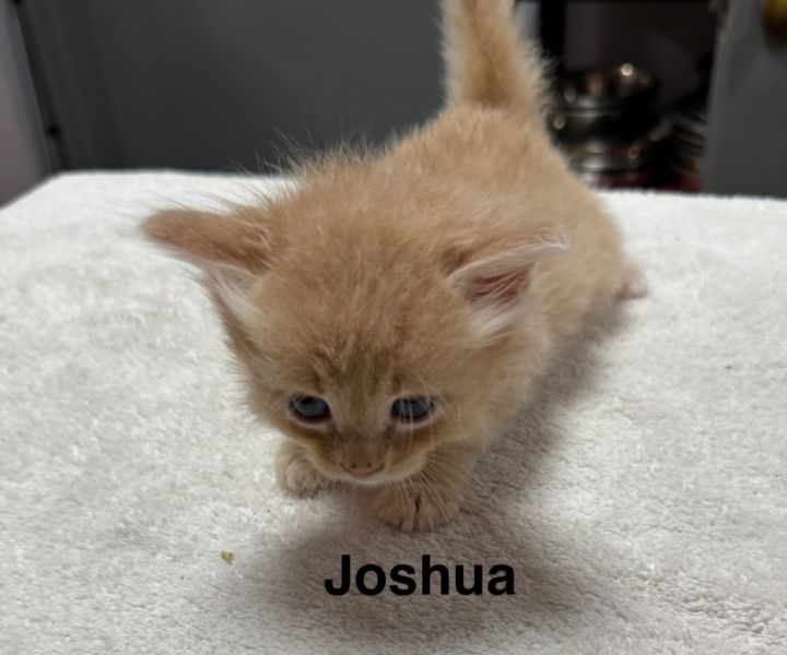 Joshua 2