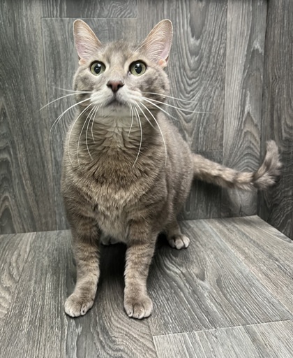 Mr. Pebbles