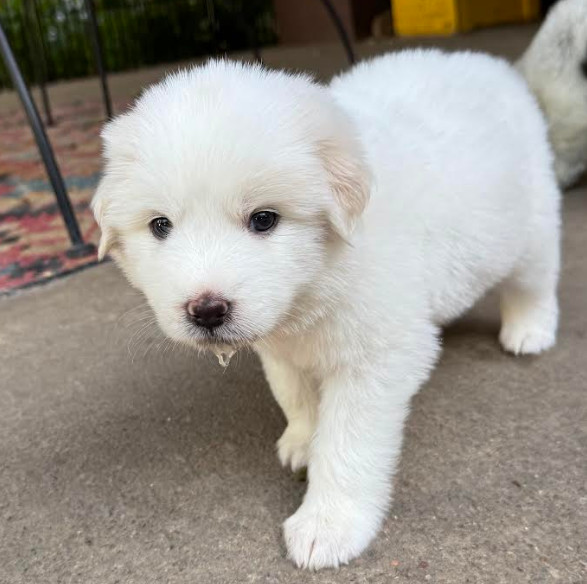 Fitz William Darcy DFW of the Pride and Prejudice Litter