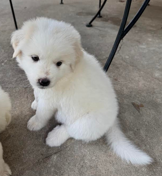 Fitz William Darcy DFW of the Pride and Prejudice Litter