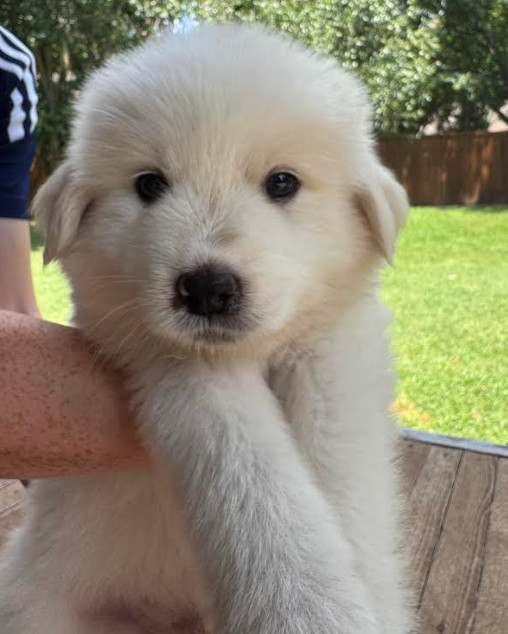 Fitz William Darcy DFW of the Pride and Prejudice Litter