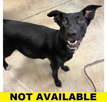 Kala, an adoptable Mixed Breed in Eugene, OR, 97402 | Photo Image 1